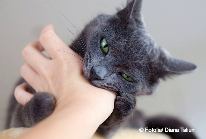 Abb: Katze beißt in Menschenhand, Foto courtesy Fotolia/Diana Taliun 