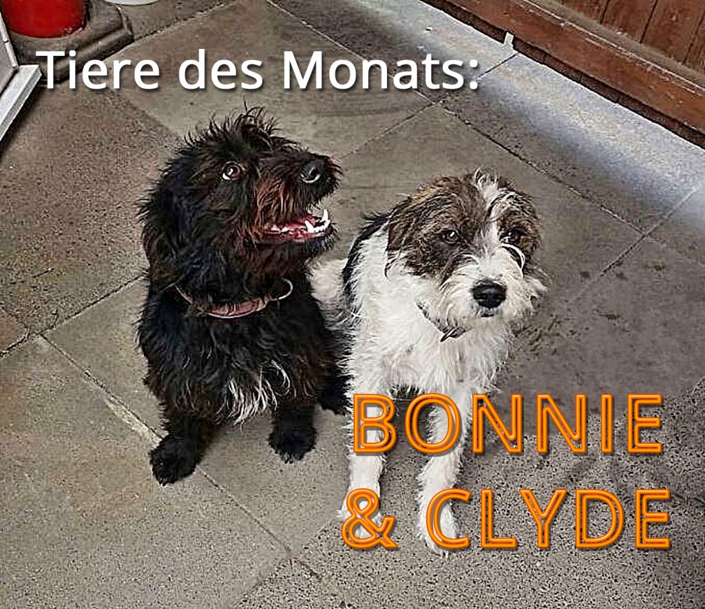 Abb.: Die Hunde BONNIE & CLYDE
