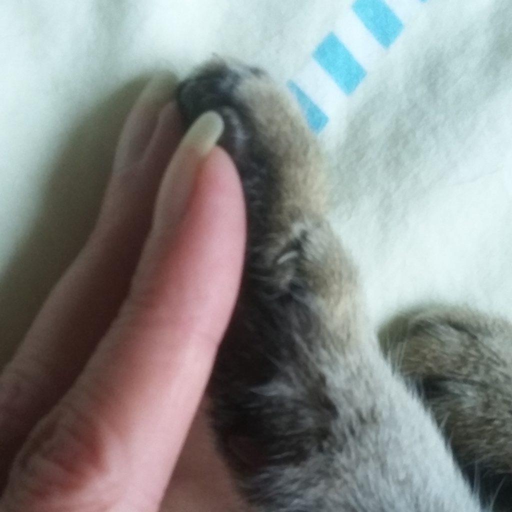 High five zwischen Mensch und Katze