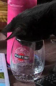 Katze steckt Kopf in Trinkglas