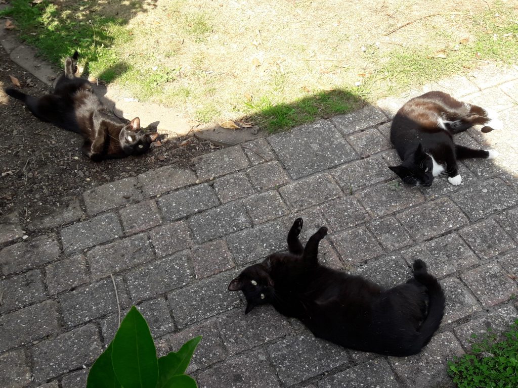 Molly, Frieda und Mira beim Sonnenbaden