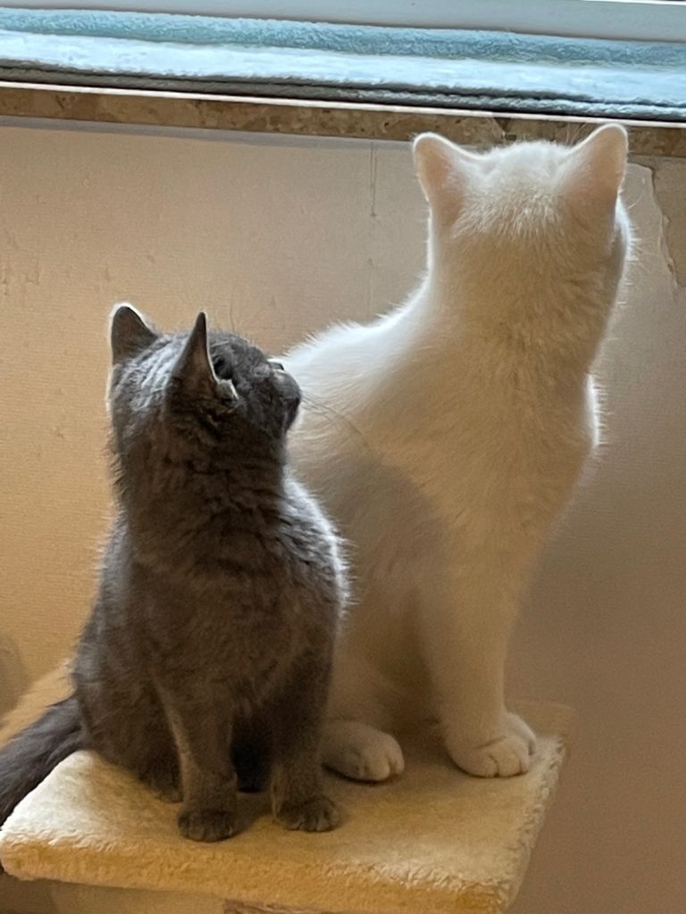 zwei Kätzchen schauen aus einem Fenster